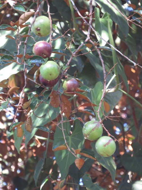 Chrysophyllum cainito