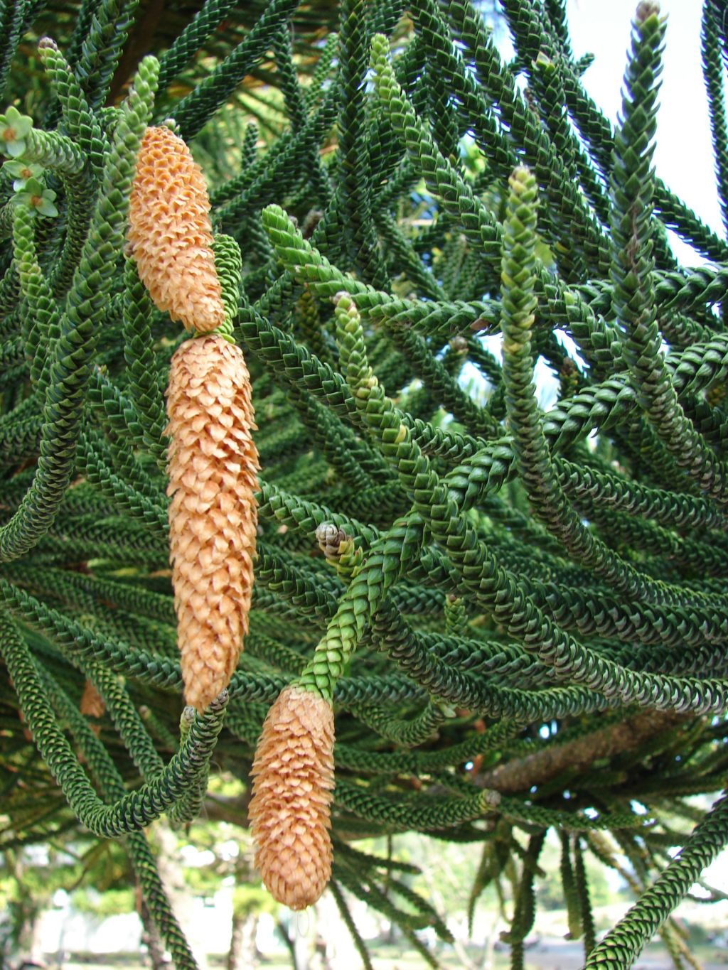 Araucaria columnaris – Sub Unidad Ambiental