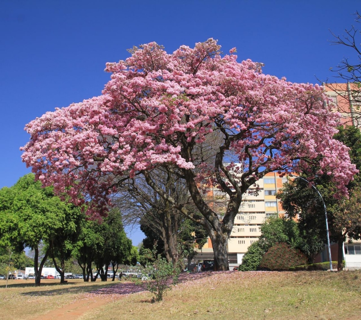 Tabebuia rosea