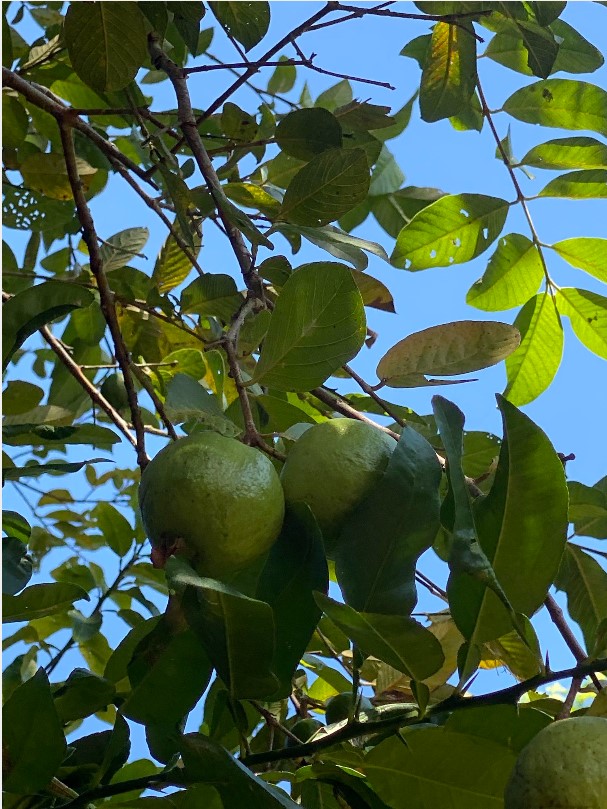 Psidium guajava L.