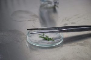 Estudiantes de Biología trabajan en el área de cultivo in vitro